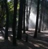 Humo en el bosque