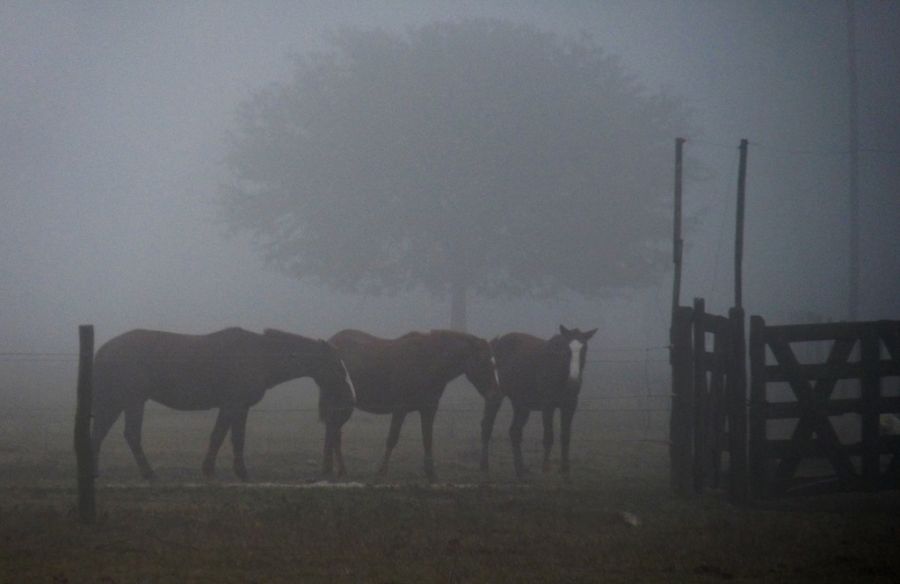 FotoRevista / Convocatoria / Caballos en la niebla de Diego Antonio Skupie