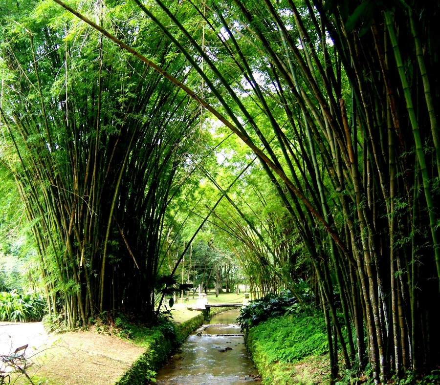 "bamboo" de Ricardo Picco