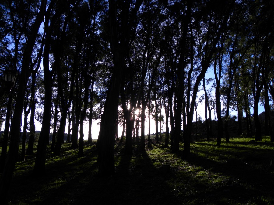 FotoRevista / Convocatoria Mensual / Bosques