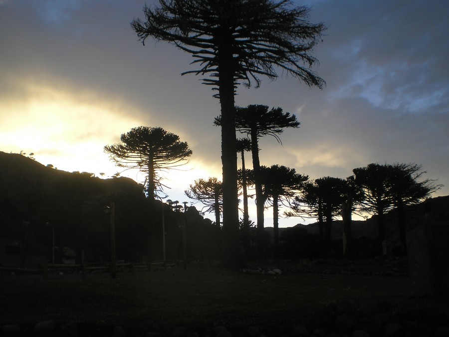 FotoRevista / Convocatoria / Pehuenes en atardecer de Caviahue de Guillermo Mazzeo