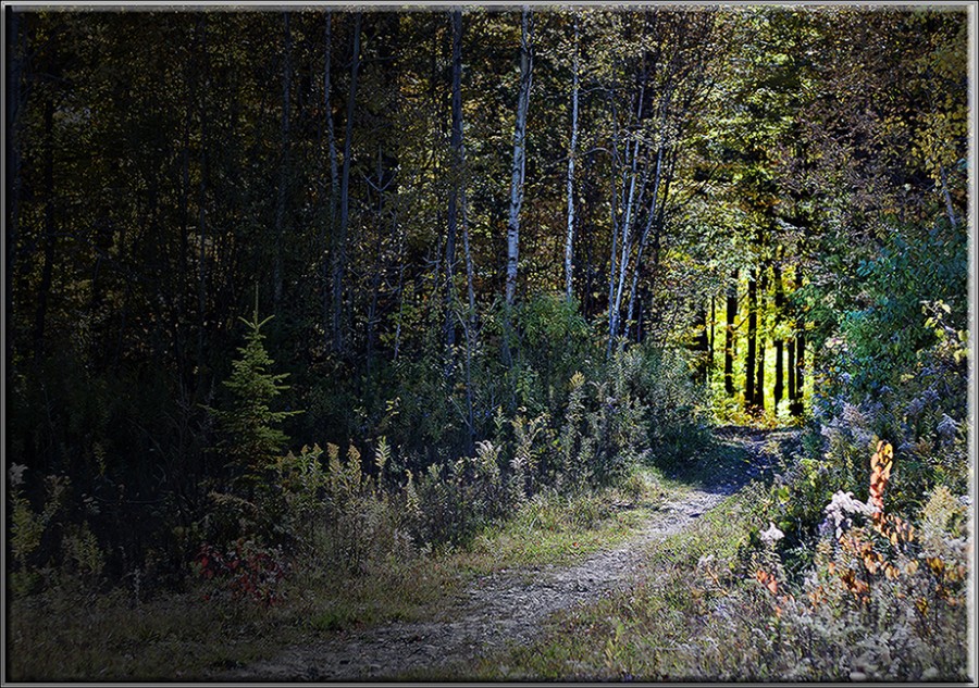 FotoRevista / Convocatoria / Profundo bosque de Hernan Romero