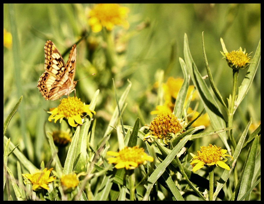 "mariposa" de Betiana Peralta