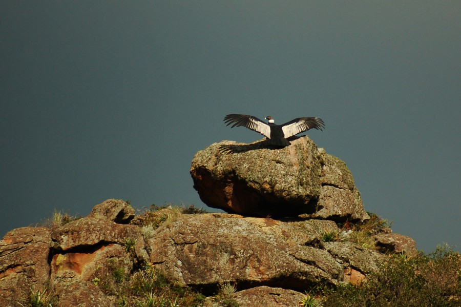 FotoRevista / Convocatoria Mensual / Aves