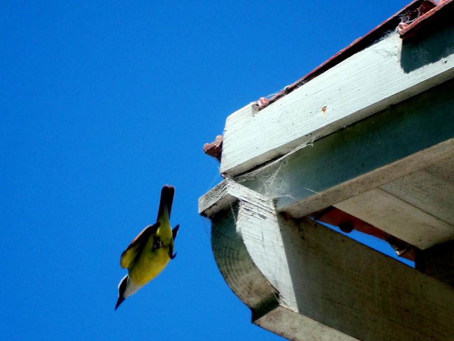 FotoRevista / Convocatoria Mensual / Aves