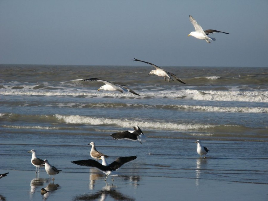 FotoRevista / Convocatoria Mensual / Aves