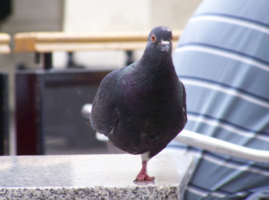 FotoRevista / Convocatoria Mensual / Aves