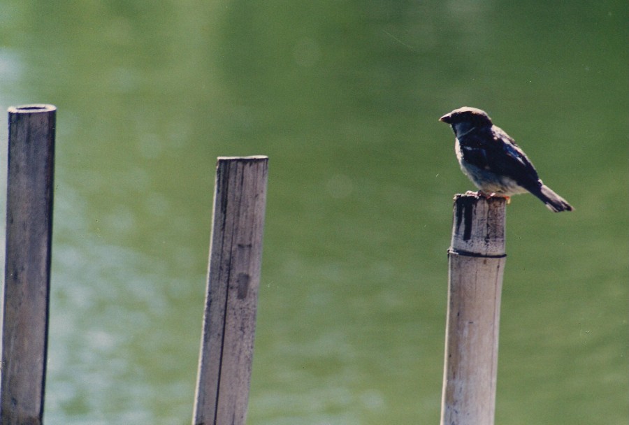 FotoRevista / Convocatoria Mensual / Aves