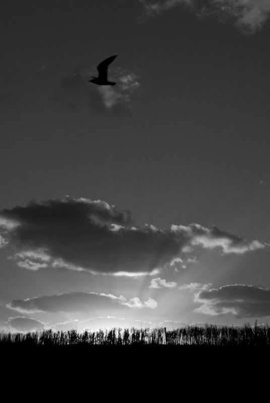 FotoRevista / Convocatoria Mensual / Aves