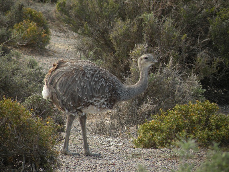 FotoRevista / Convocatoria Mensual / Aves