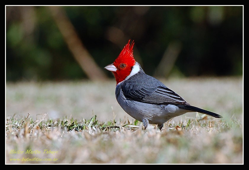 FotoRevista / Convocatoria Mensual / Aves