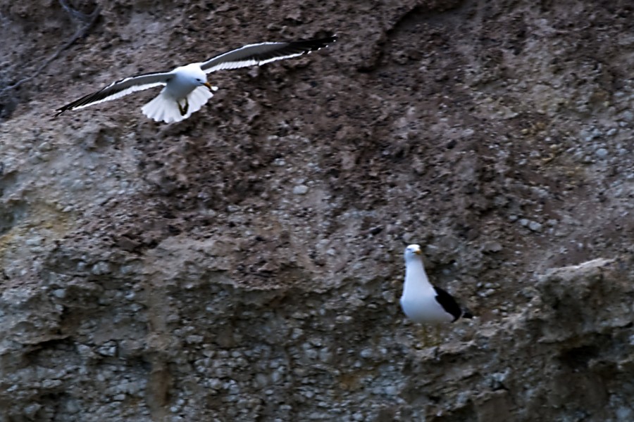 FotoRevista / Convocatoria Mensual / Aves