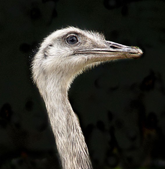 FotoRevista / Convocatoria Mensual / Aves