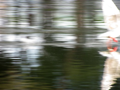 FotoRevista / Convocatoria Mensual / Aves