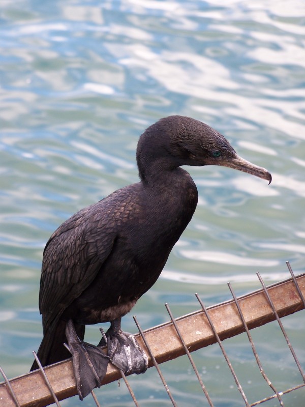 FotoRevista / Convocatoria Mensual / Aves