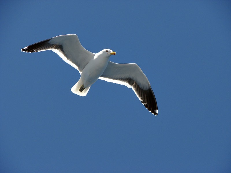 FotoRevista / Convocatoria Mensual / Aves