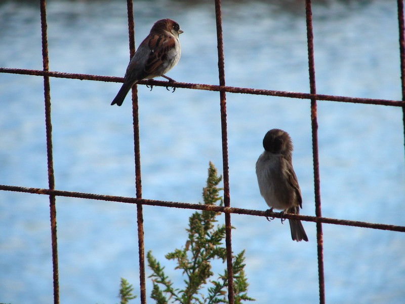 FotoRevista / Convocatoria Mensual / Aves