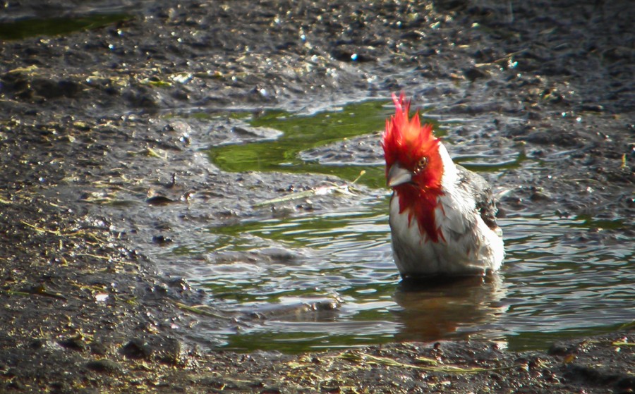 FotoRevista / Convocatoria Mensual / Aves