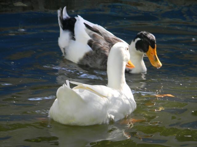 FotoRevista / Convocatoria Mensual / Aves