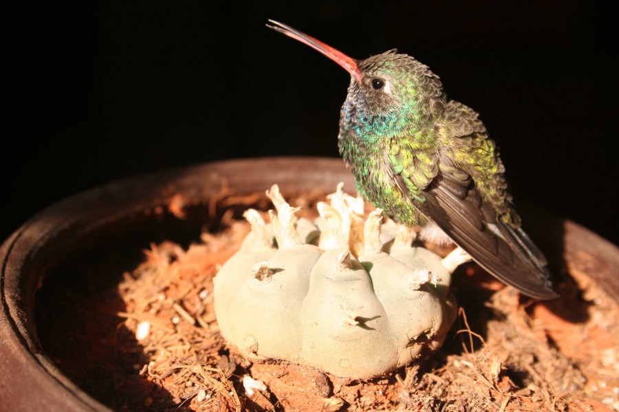 FotoRevista / Convocatoria Mensual / Aves