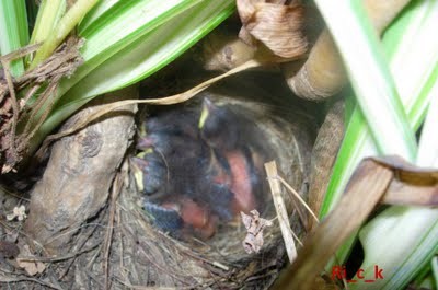 FotoRevista / Convocatoria Mensual / Aves