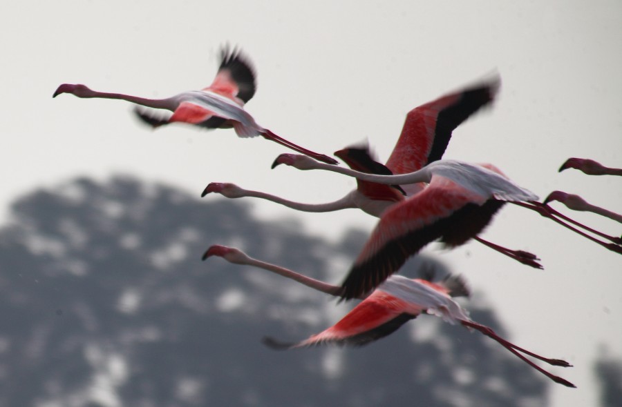 FotoRevista / Convocatoria Mensual / Aves