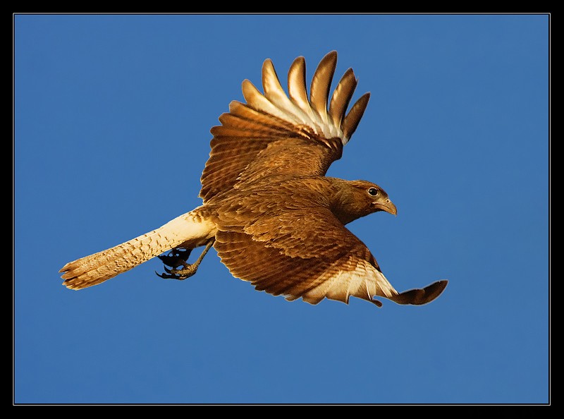 FotoRevista / Convocatoria Mensual / Aves