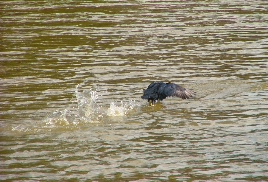 FotoRevista / Convocatoria Mensual / Aves