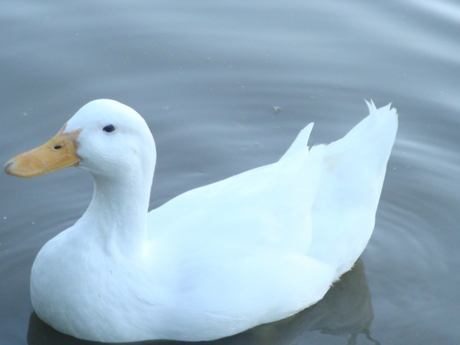 FotoRevista / Convocatoria Mensual / Aves