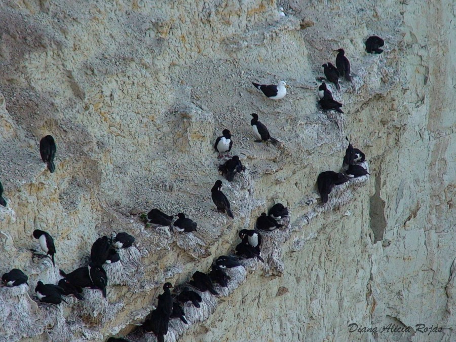 FotoRevista / Convocatoria Mensual / Aves