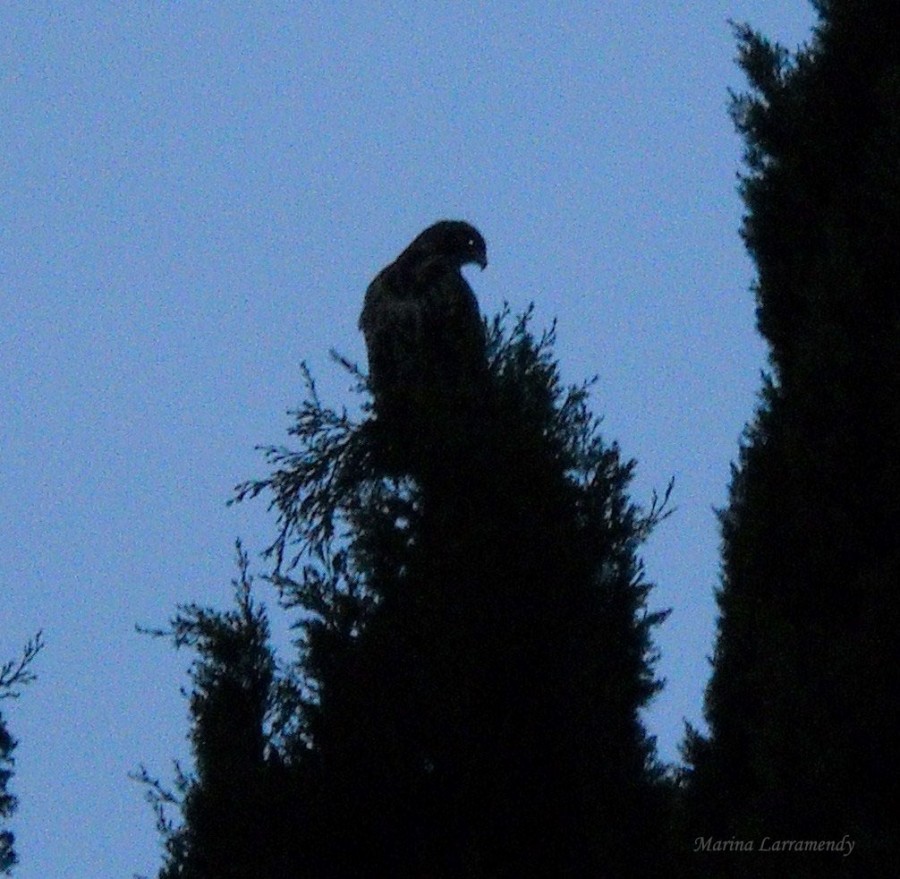 FotoRevista / Convocatoria Mensual / Aves