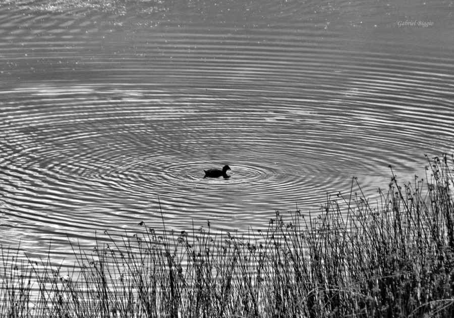 FotoRevista / Convocatoria Mensual / Aves