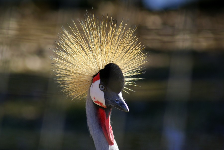 FotoRevista / Convocatoria Mensual / Aves