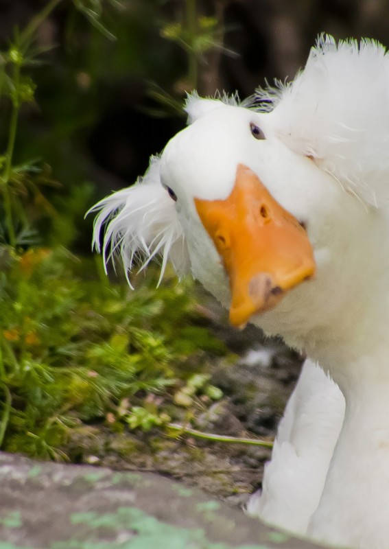 FotoRevista / Convocatoria Mensual / Aves