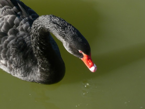 "El cisne negro" de Stefano Alimonti