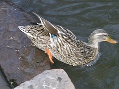 FotoRevista / Convocatoria Mensual / Aves