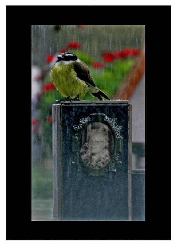 FotoRevista / Convocatoria / Recuerdos del venteveo en la tormenta de Marcelo Redruello