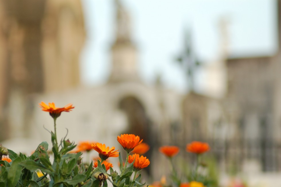 "Jardn de Paz" de Santiago J. Gonzlez