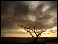 La nube que posa sobre un rbol