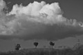 Tres arbolitos y una nube...