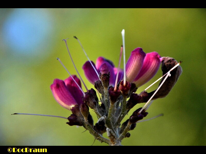 FotoRevista / Convocatoria Mensual / Naturaleza