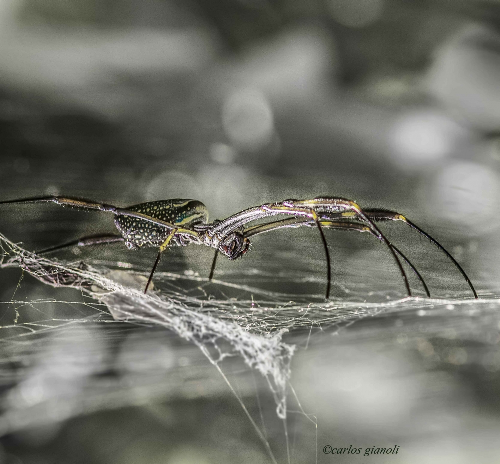 FotoRevista / Convocatoria Mensual / Naturaleza