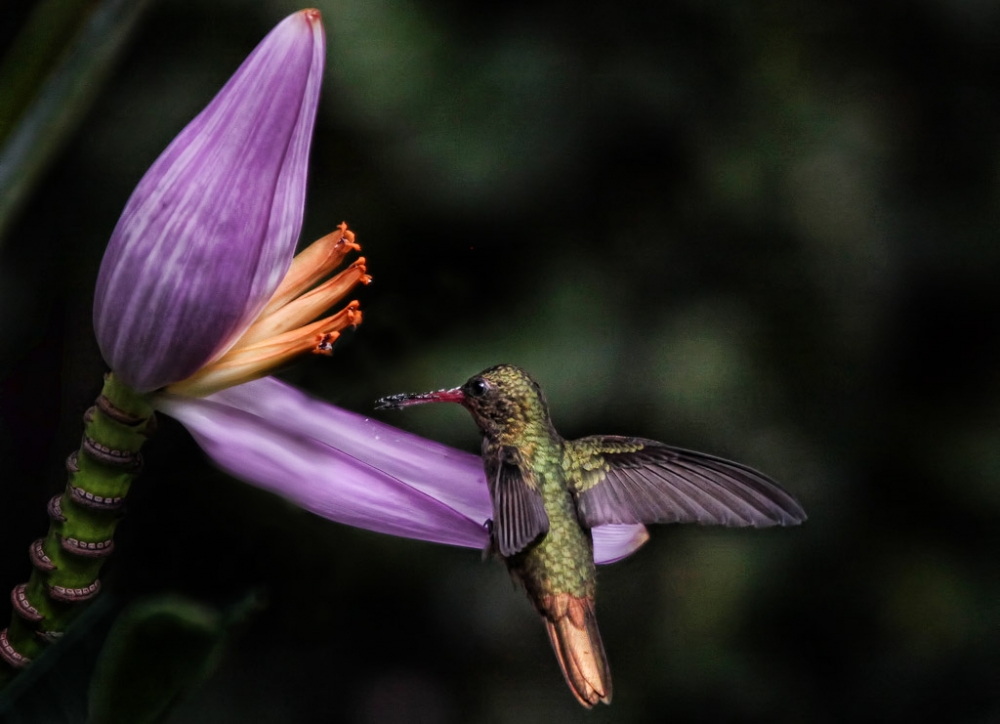 FotoRevista / Convocatoria Mensual / Naturaleza