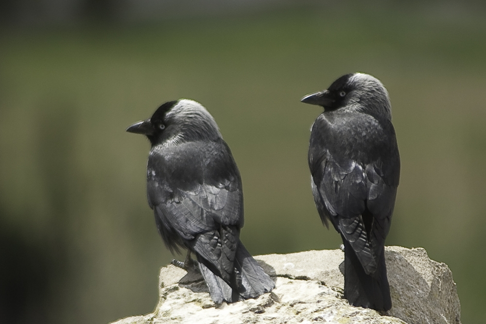 FotoRevista / Convocatoria Mensual / Naturaleza