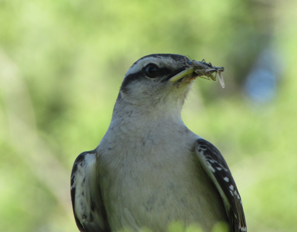 FotoRevista / Convocatoria Mensual / Naturaleza