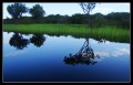 Reflejos en el Amazonas