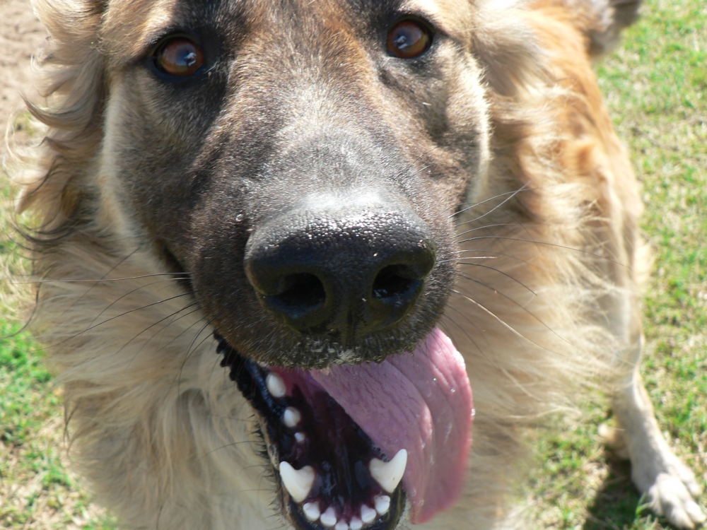 FotoRevista / Convocatoria / Canina en color de Ricardo Merlo