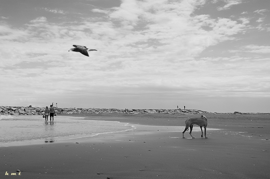 FotoRevista / Convocatoria / Playa para perros de Hctor Martn Tabuyo