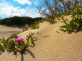 Medano en flor