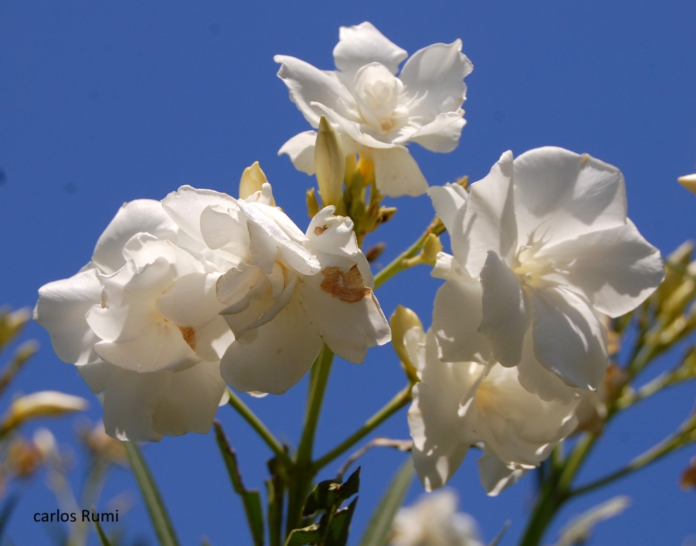 FotoRevista / Convocatoria Mensual / Flores